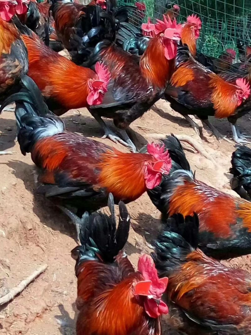 黑瑶鸡红瑶鸡可鉴别公母包质包量包打疫苗直供出壳鸡苗