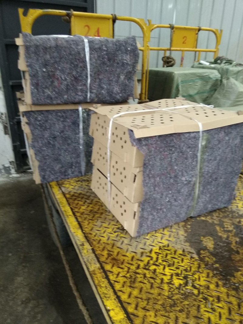 黑瑶鸡红瑶鸡可鉴别公母包质包量包打疫苗直供出壳鸡苗