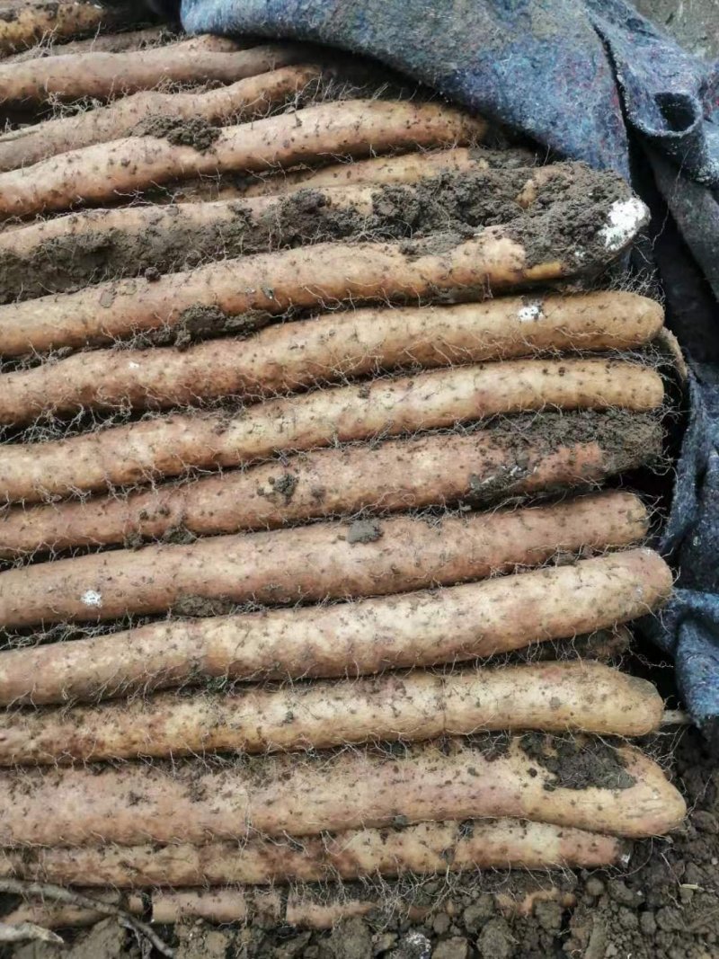 山东优质白玉面山药大量现货供应口感好面大产地热销中