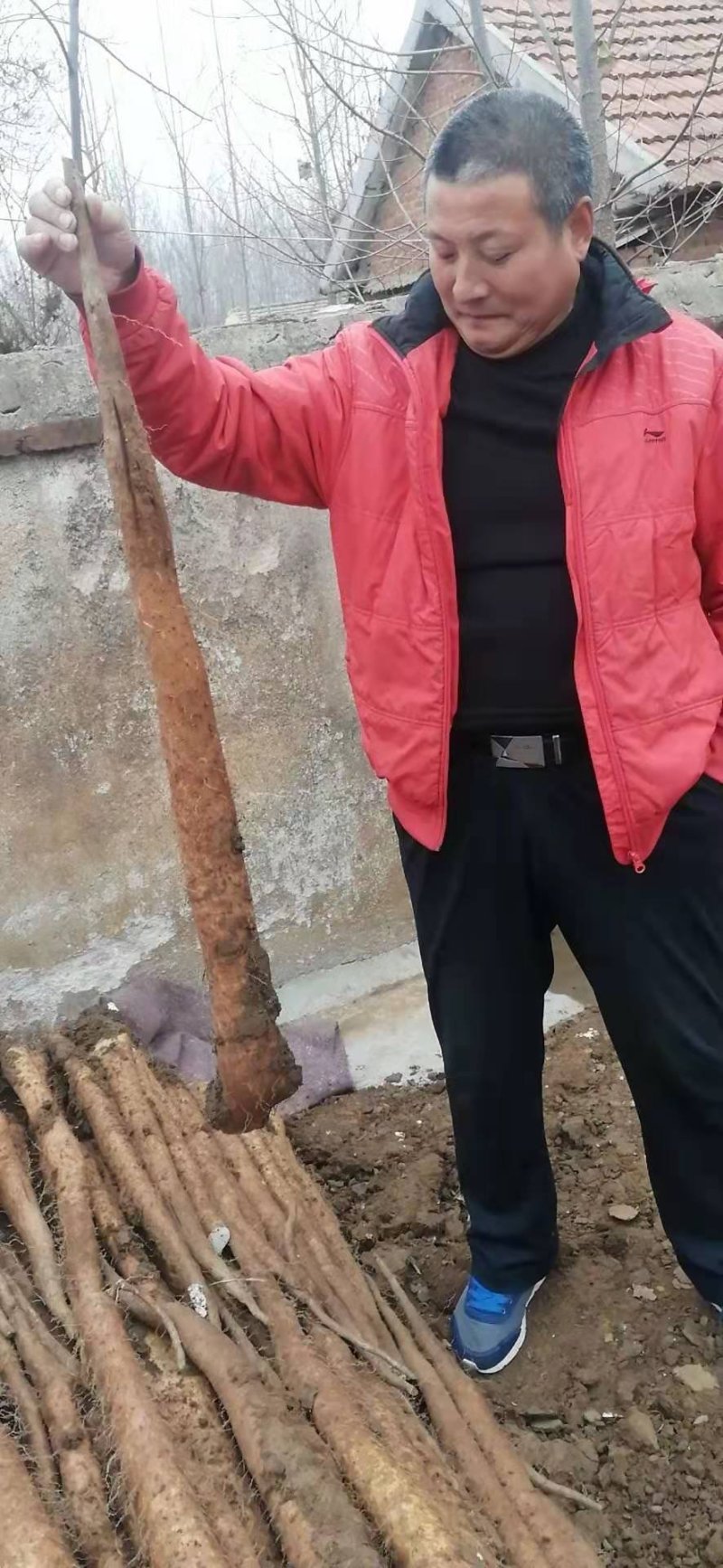 山东优质白玉面山药大量现货供应口感好面大产地热销中