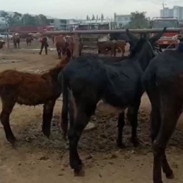放牧肉驴