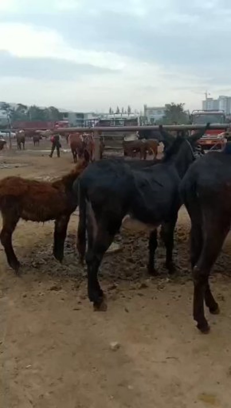 放牧肉驴