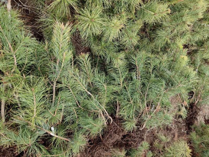 嫁接红松树苗成活率高结果早产量高颗粒大籽粒饱满