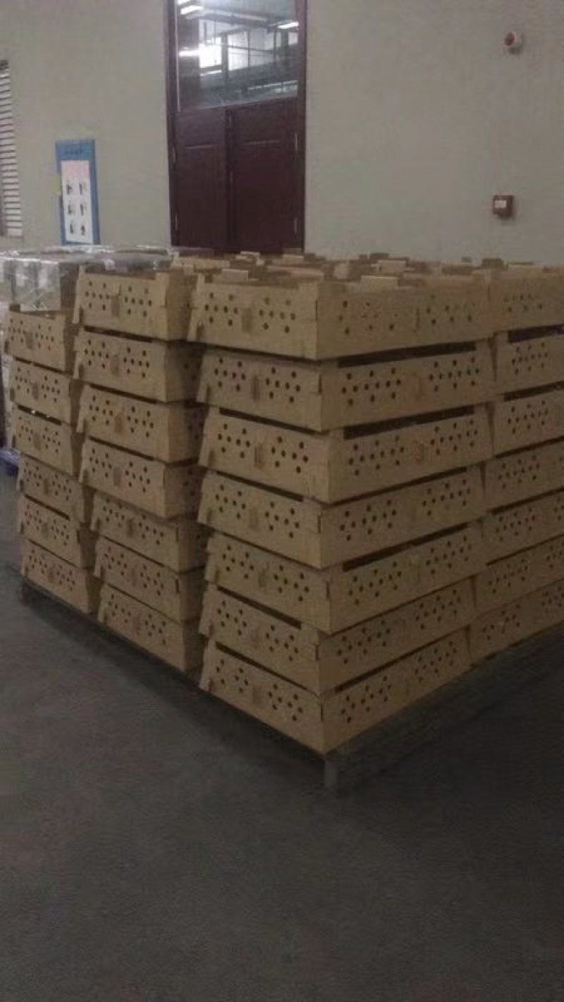 蛋鸡苗麻羽高产绿壳蛋鸡苗年产蛋高青壳蛋鸡苗