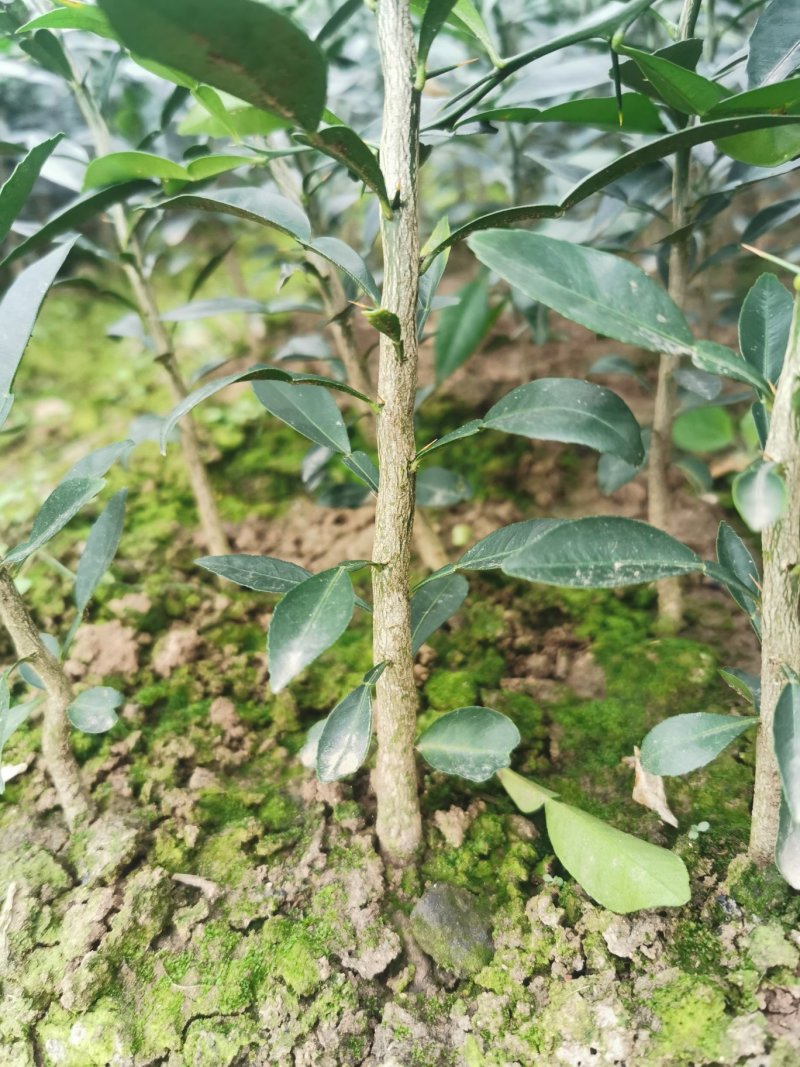 香橙苗小叶软枝香橙苗嫁接柑橘砧木实生苗资阳小叶软枝香橙苗