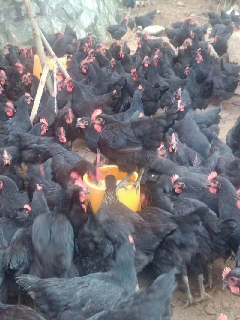 种苗黑土鸡苗全国发货运输包活天露黑土鸡出壳苗直销