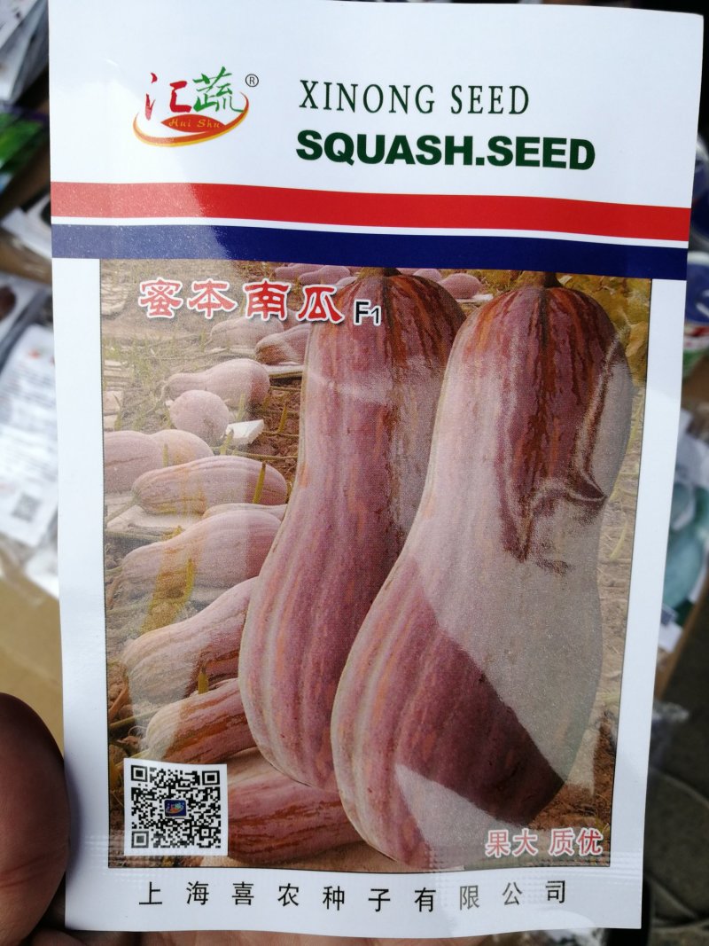 【优质】罗汉蜜本南瓜种子品质好产量高50粒一袋