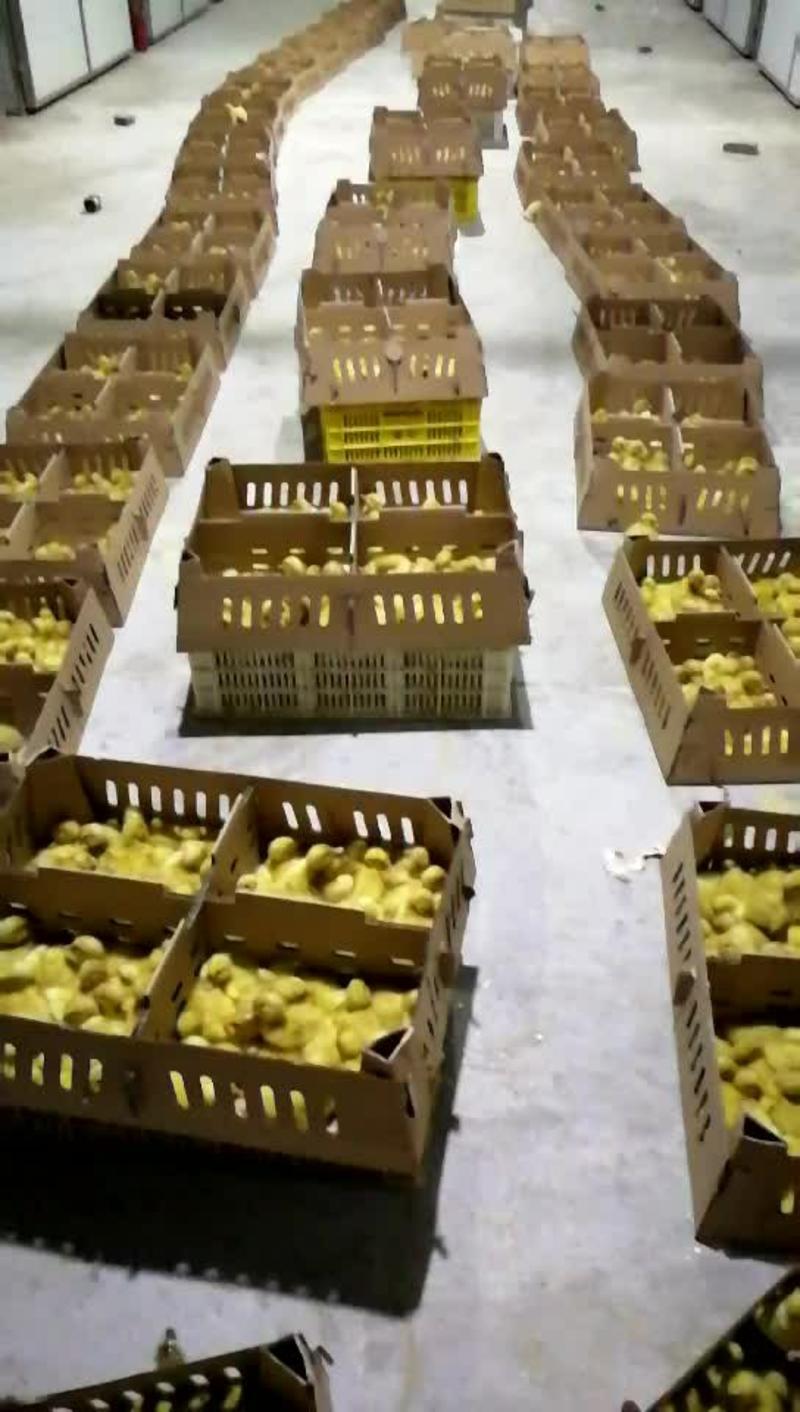 鸭苗青壳蛋鸭苗土鸭苗产蛋高的鸭黄鸭苗优良品种孵化厂直供