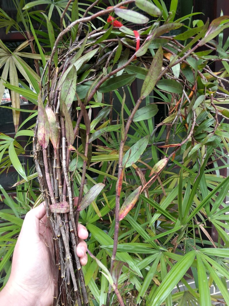 紫皮石斛、广西大瑶山紫皮石斛