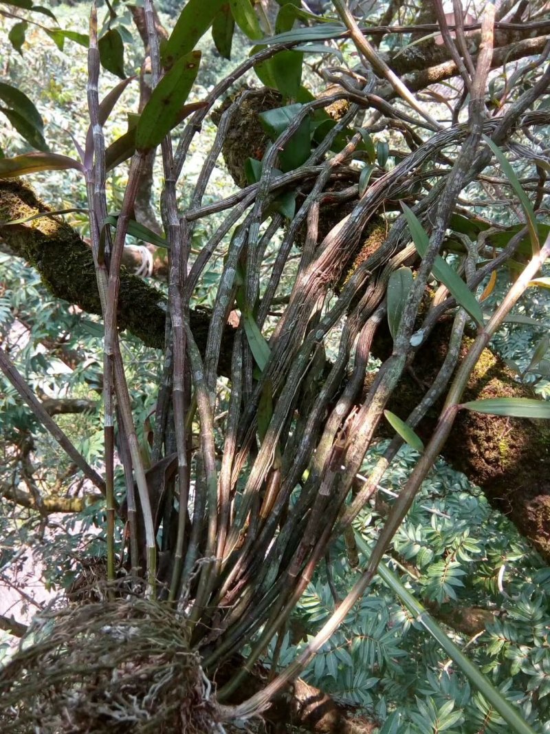 紫皮石斛、广西大瑶山紫皮石斛