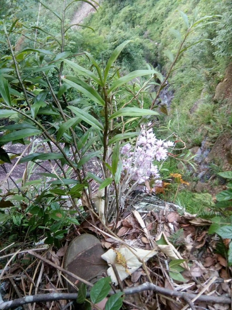 紫皮石斛、广西大瑶山紫皮石斛