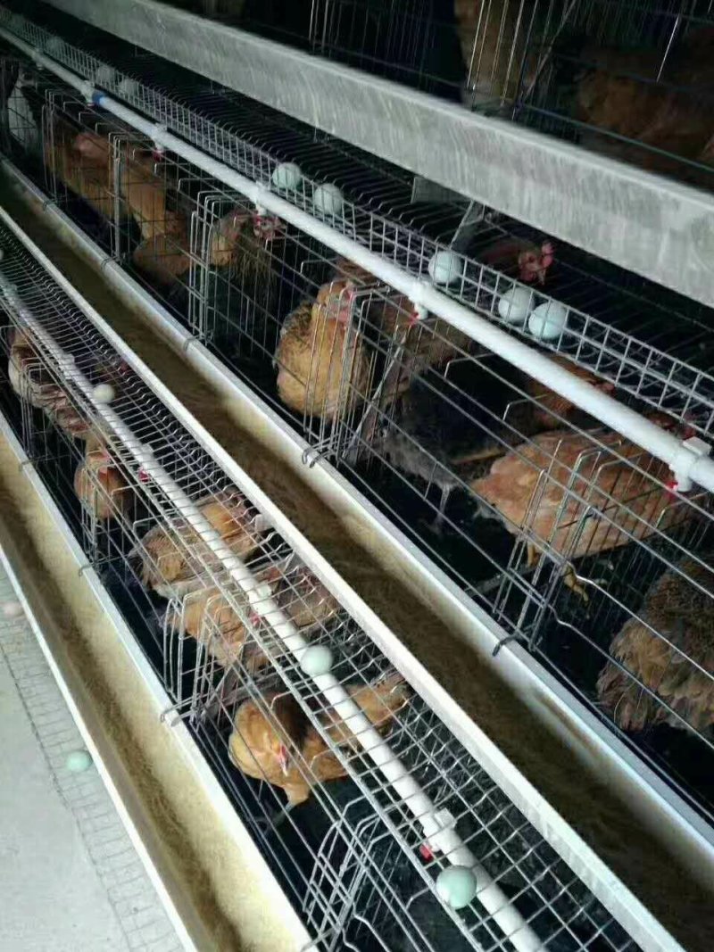 黄麻羽高产绿壳蛋鸡母苗出壳苗产青壳蛋土鸡产蛋高