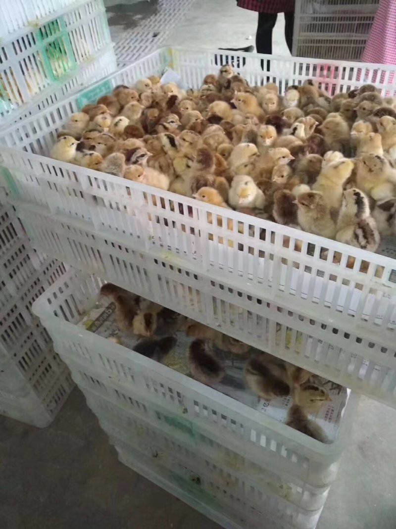黄麻羽高产绿壳蛋鸡母苗出壳苗产青壳蛋土鸡产蛋高