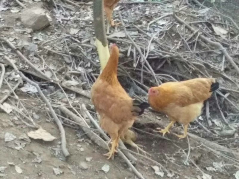 黄麻羽高产绿壳蛋鸡母苗出壳苗产青壳蛋土鸡产蛋高