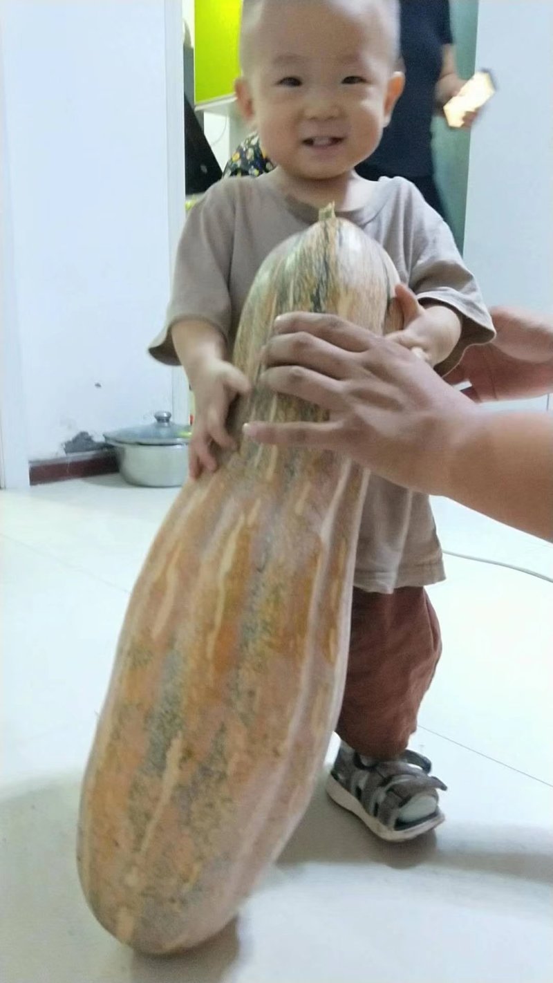 【优质】罗汉蜜本南瓜种子品质好产量高50粒一袋