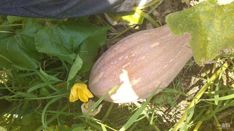 【优质】罗汉蜜本南瓜种子品质好产量高50粒一袋
