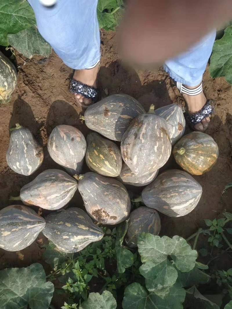 【精选】香芋南瓜种子个头小口感好甜味足抗性好
