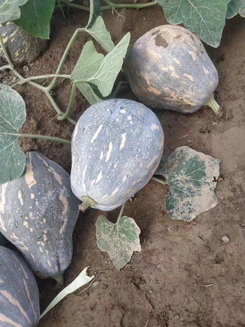 【精选】香芋南瓜种子个头小口感好甜味足抗性好