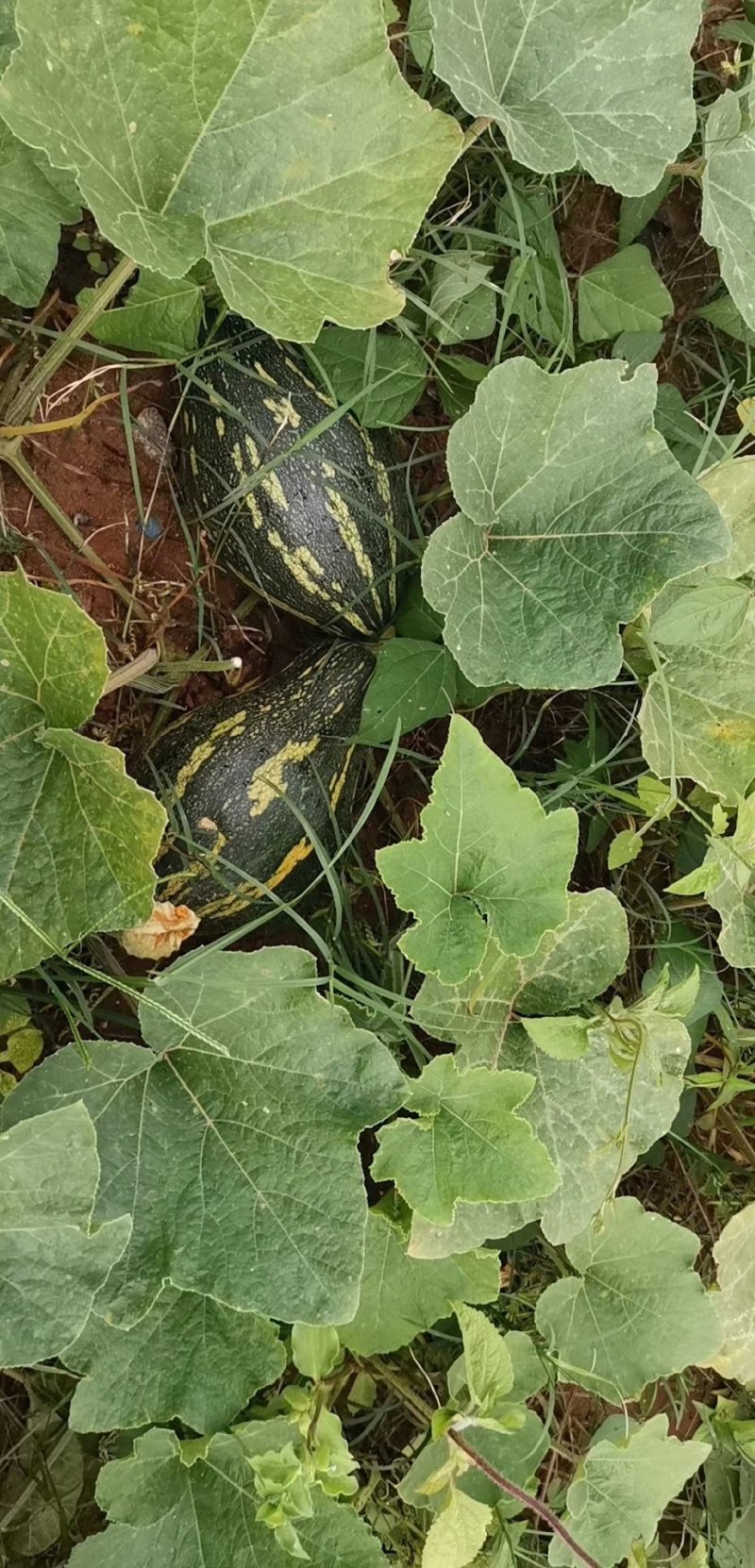 【精选】香芋南瓜种子个头小口感好甜味足抗性好