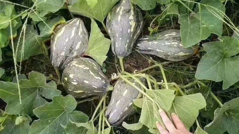 【精选】香芋南瓜种子个头小口感好甜味足抗性好