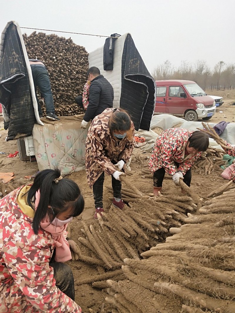 【纯沙地山药】河北棒山药小白嘴山药大量上市口感好代发