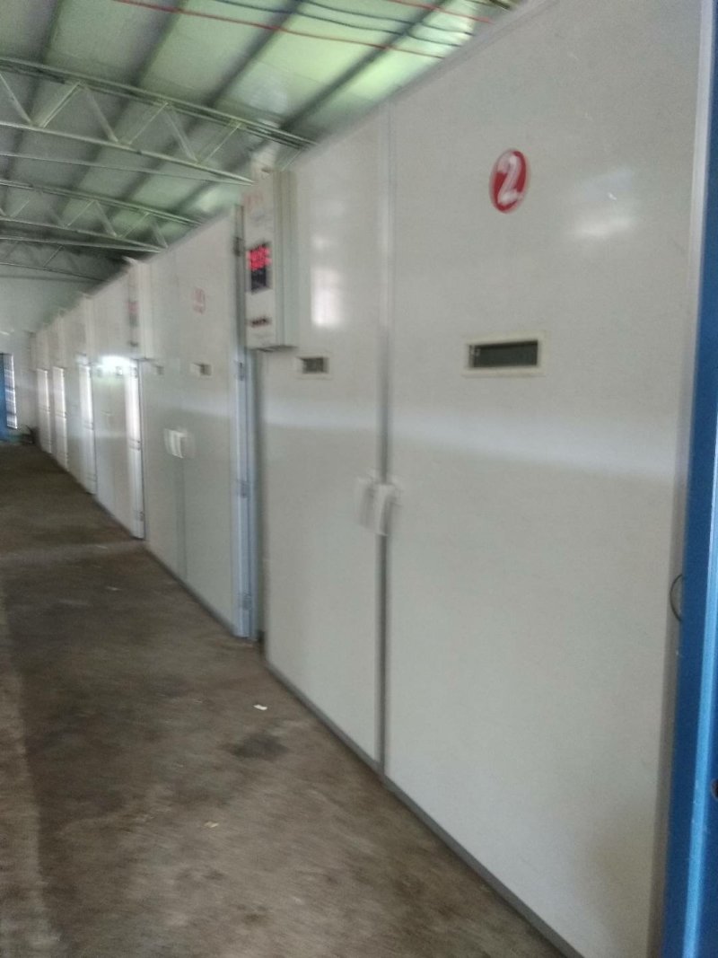 灵山土鸡苗灵山麻鸡红公鸡苗大红公鸡散养鸡苗