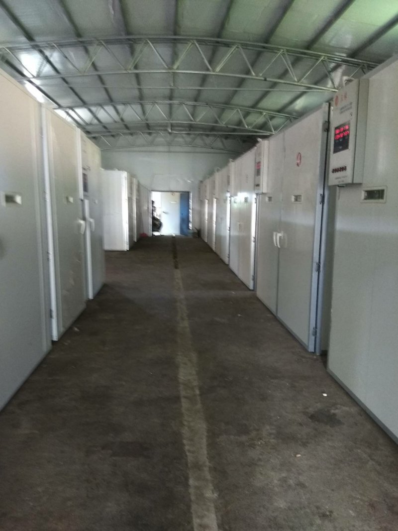 灵山土鸡苗灵山麻鸡红公鸡苗大红公鸡散养鸡苗