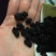 黑桑葚干新疆特产无沙桑子可做桑葚膏泡酒茶400g