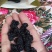 黑桑葚干新疆特产无沙桑子可做桑葚膏泡酒茶400g