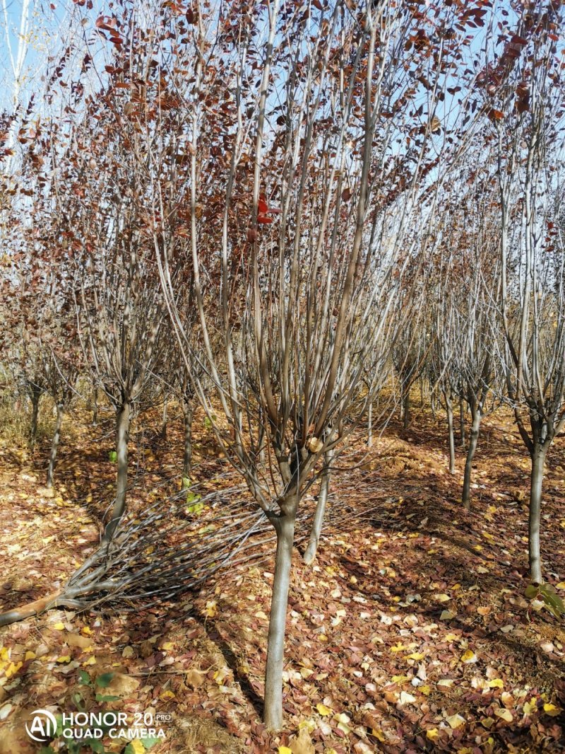 红(紫)叶李（3~12公分）