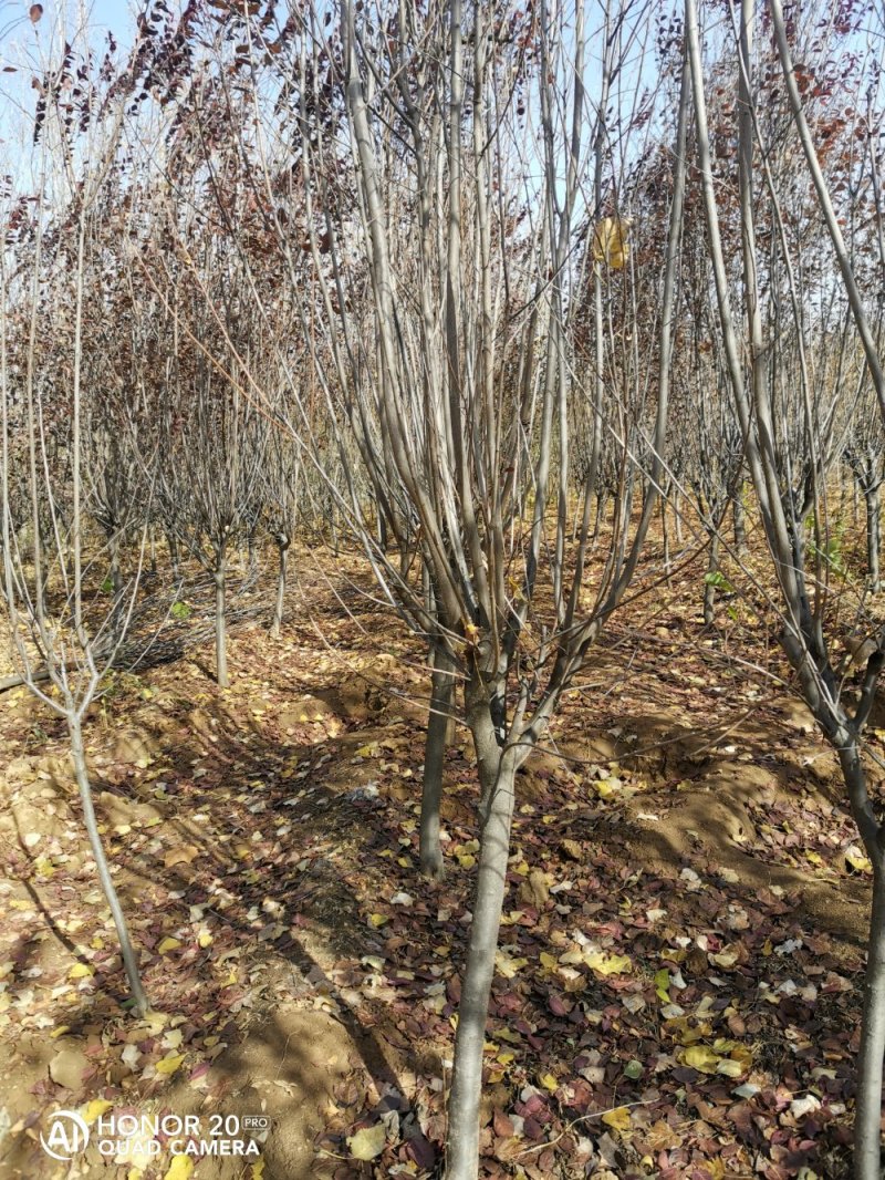 红(紫)叶李（3~12公分）