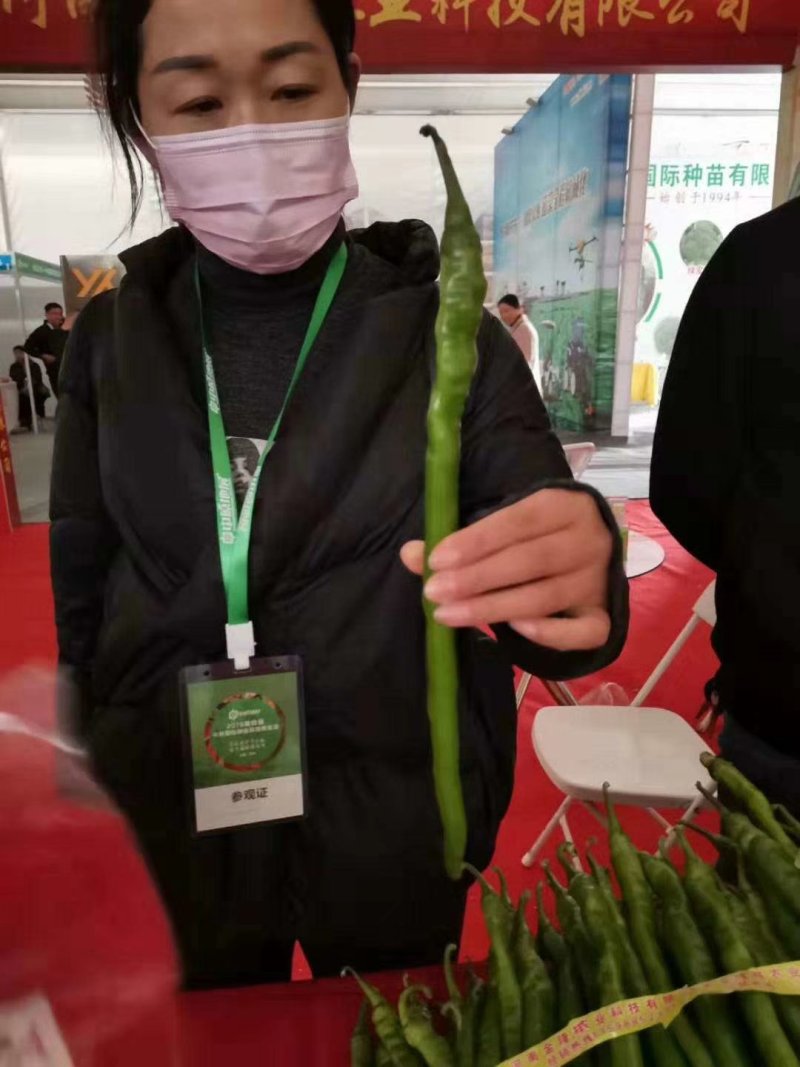 线椒种子辣椒种子深绿色辣椒种子产量高抗性好