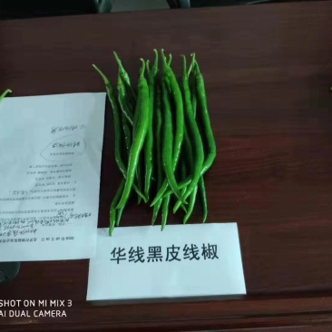 线椒种子辣椒种子深绿色辣椒种子产量高抗性好