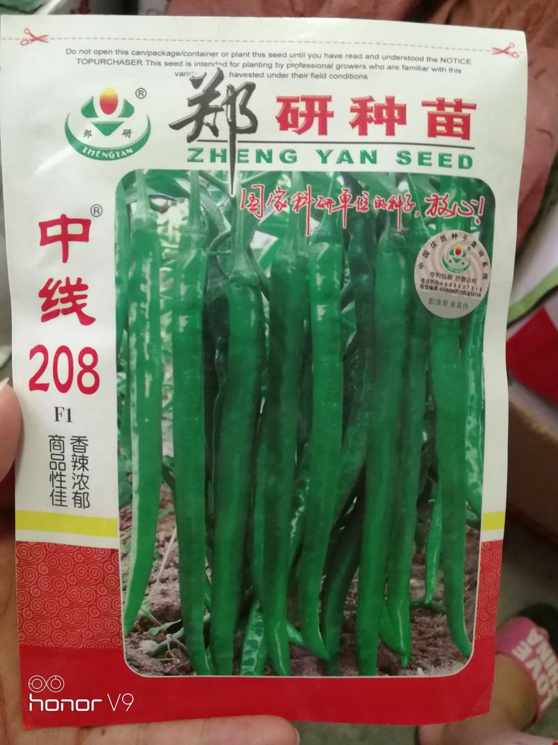 线椒种子辣椒种子深绿色辣椒种子产量高抗性好