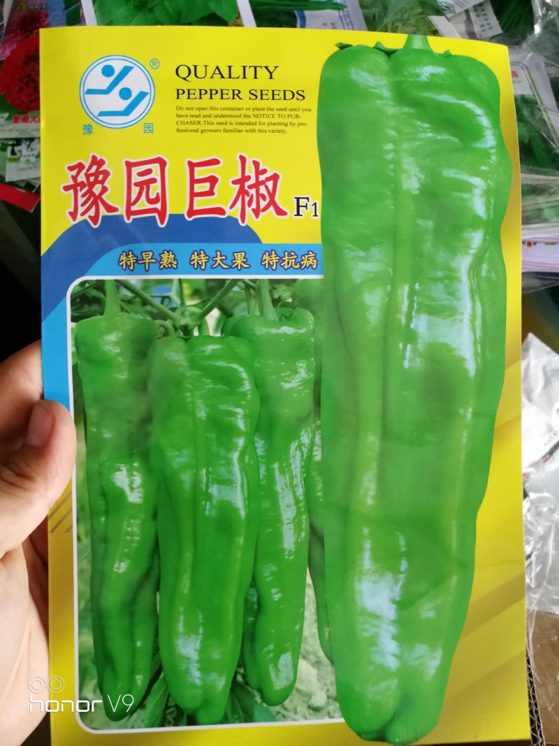 薄皮牛角椒辣椒种子超大抗病高产品质好好上市