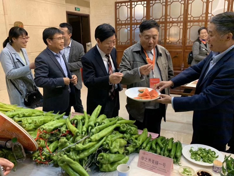 薄皮牛角椒辣椒种子超大抗病高产品质好好上市
