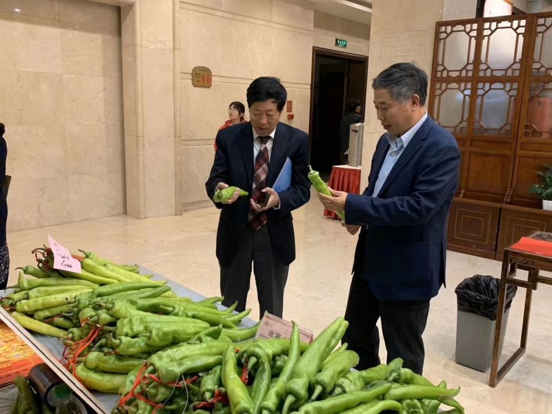 薄皮牛角椒辣椒种子超大抗病高产品质好好上市