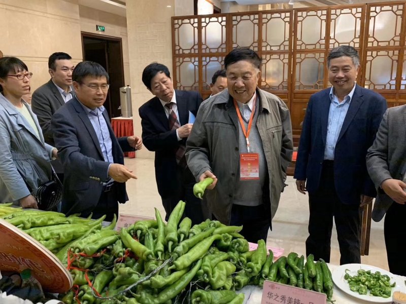 热销陇椒螺丝椒辣椒种子高端品种辣度高耐低温能力强挂果多