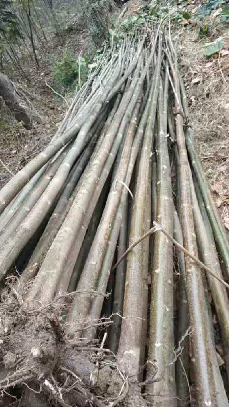 河南省大量出售泡桐苗。价格公道。质量好欢迎新老客户