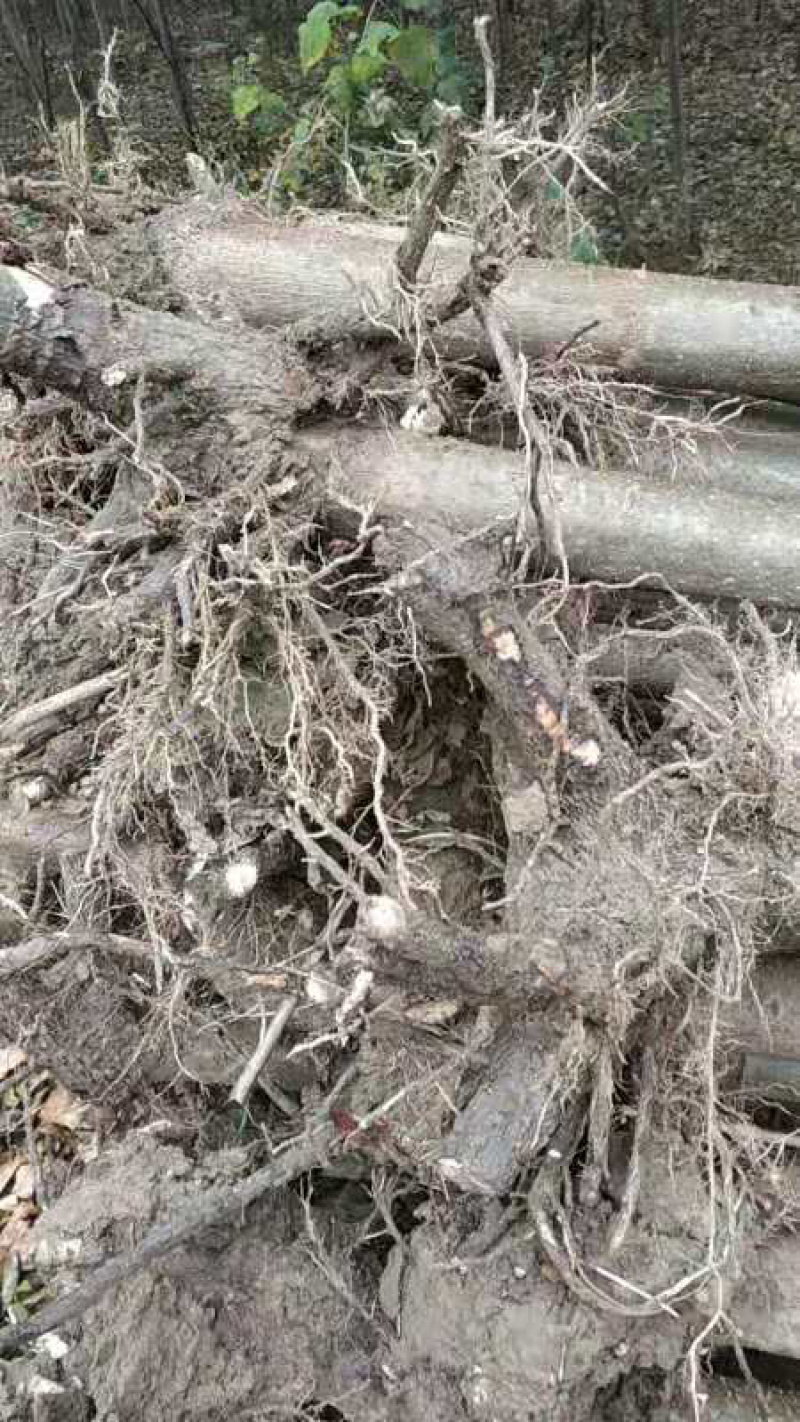 河南省大量出售泡桐苗。价格公道。质量好欢迎新老客户
