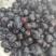 鲜果速冻蓝莓浆果大果粒蓝莓果黑龙江发货大量批发零售