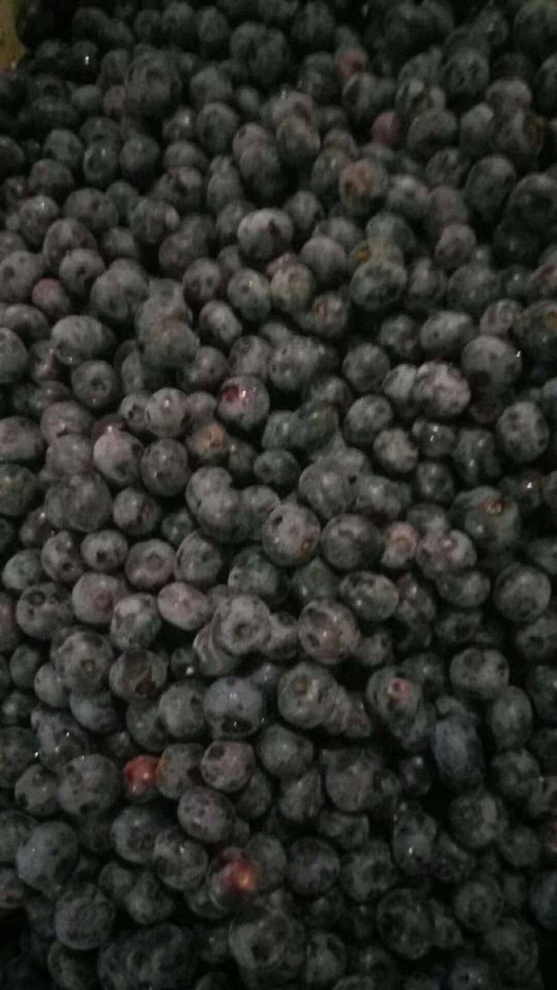 鲜果速冻蓝莓浆果大果粒蓝莓果黑龙江发货大量批发零售
