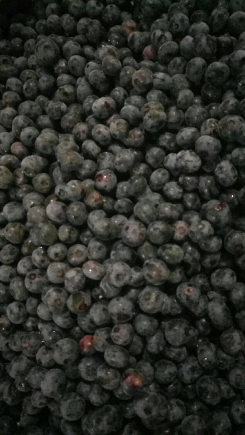 鲜果速冻蓝莓浆果大果粒蓝莓果黑龙江发货大量批发零售