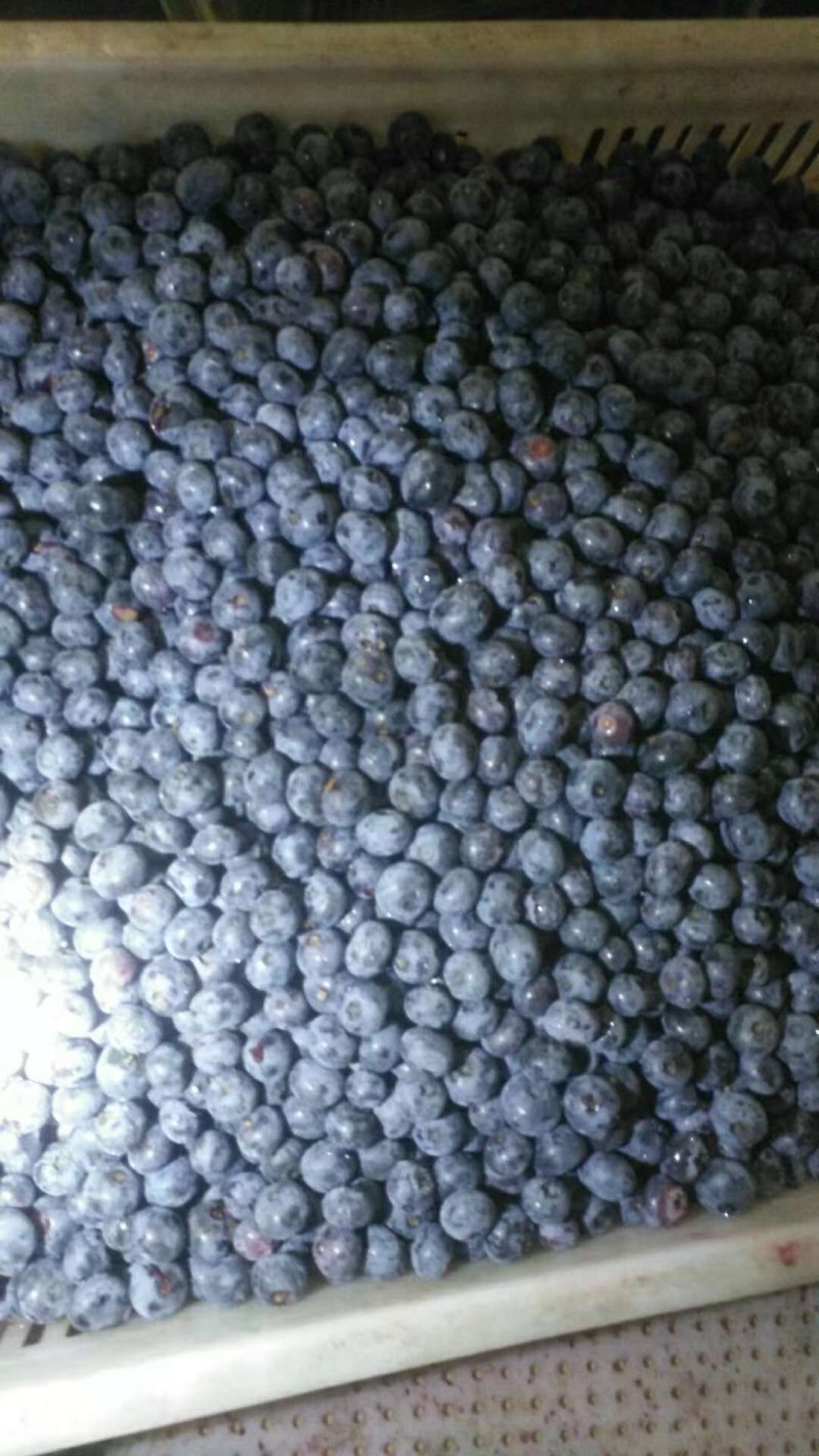 鲜果速冻蓝莓浆果大果粒蓝莓果黑龙江发货大量批发零售