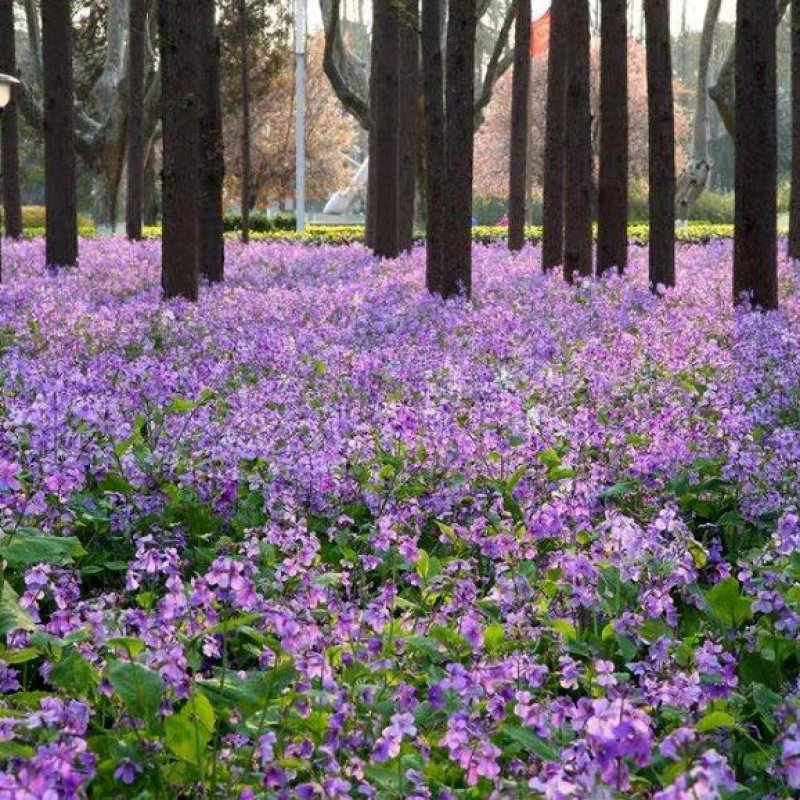 二月兰花种子四季种易活二月兰花籽多年生宿根诸葛菜种子耐阴