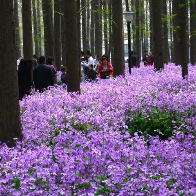 二月兰花种子四季种易活二月兰花籽多年生宿根诸葛菜种子耐阴