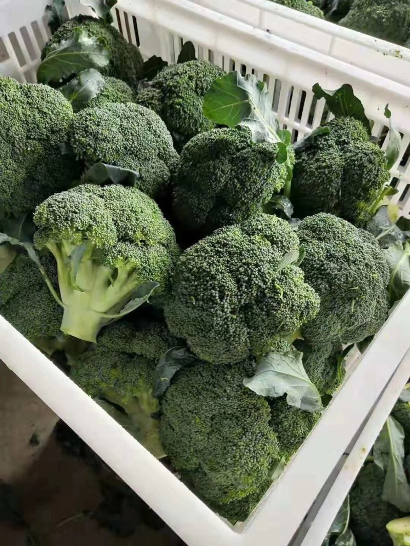 先正达进口西蓝花种子产品质量保证耐抽苔