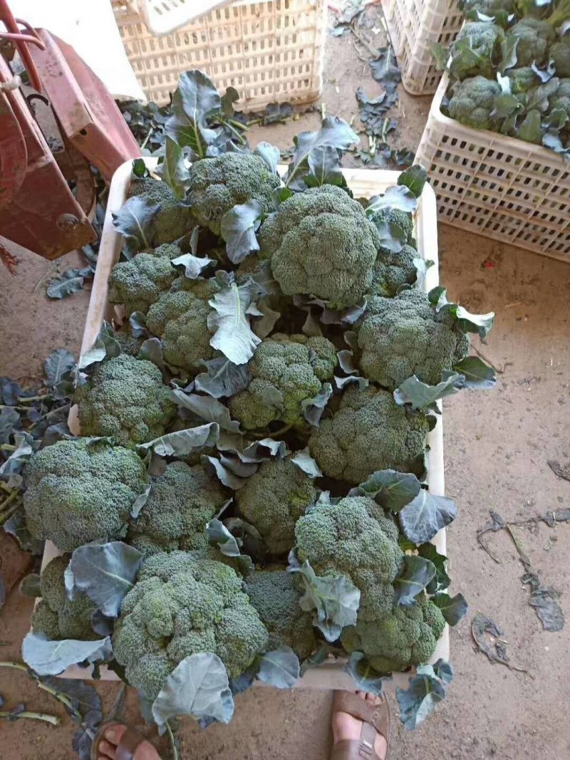 先正达进口西蓝花种子产品质量保证耐抽苔