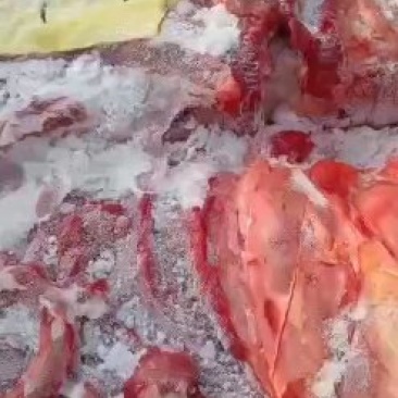 蒙古鲜马肉，五分体，九分体，20年10月新货，经过核酸检