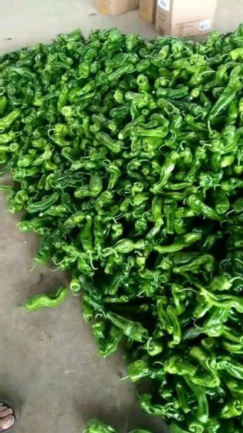 薄皮椒，芜湖椒，大量上市质量很好价格美丽